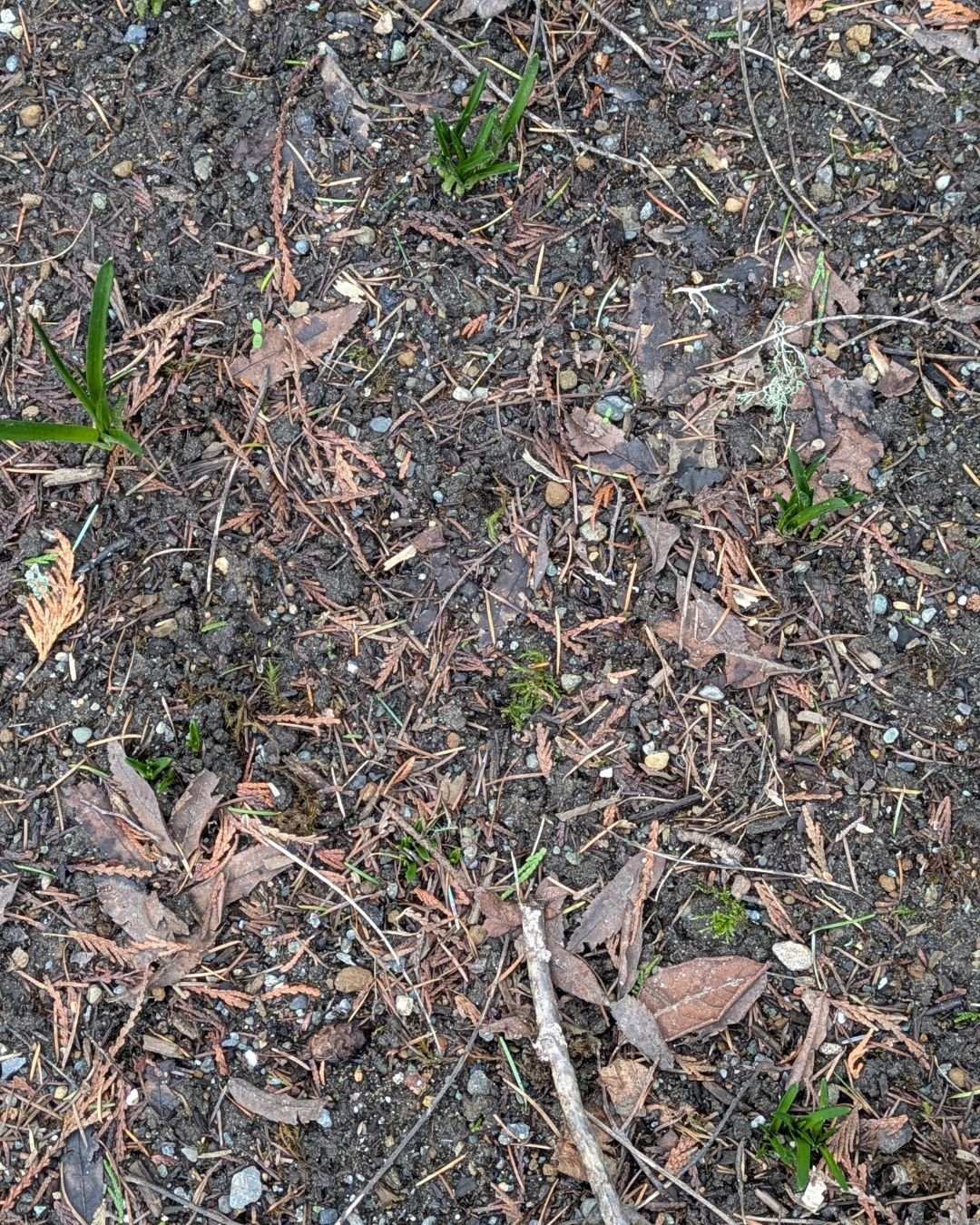 I know this doesn't look like much but these sprouting bluebells are the product of two years' hard work preparing a shady plot under an old apple tree. Not only did the bluebells come back but they're naturalizing. Success!