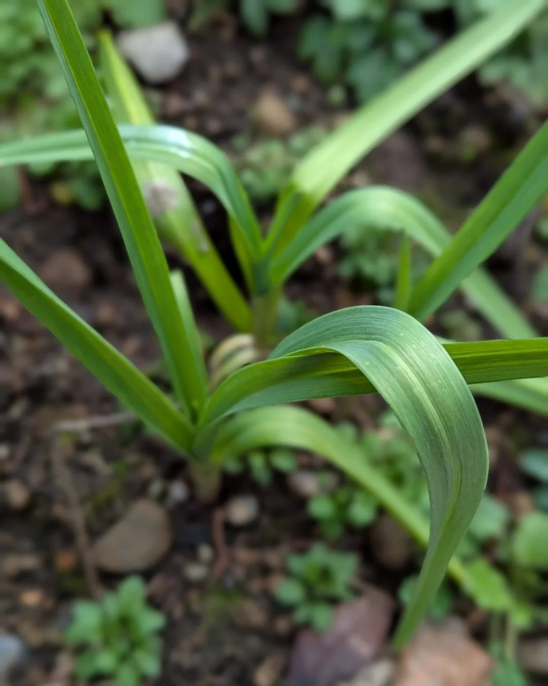 I guess we forgot a few cloves of garlic in the ground last fall! All's well that ends well and we've got some nice garlic greens now.