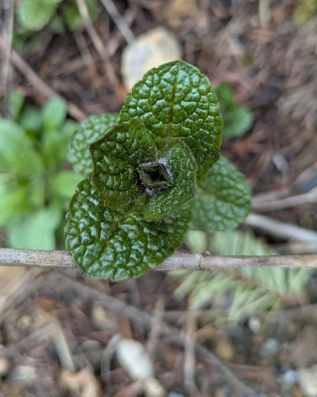 The mint has spread to yet another flower bed. I swear, at the end of the world, it'll be cockroaches munching on mint. They're both indestructible.