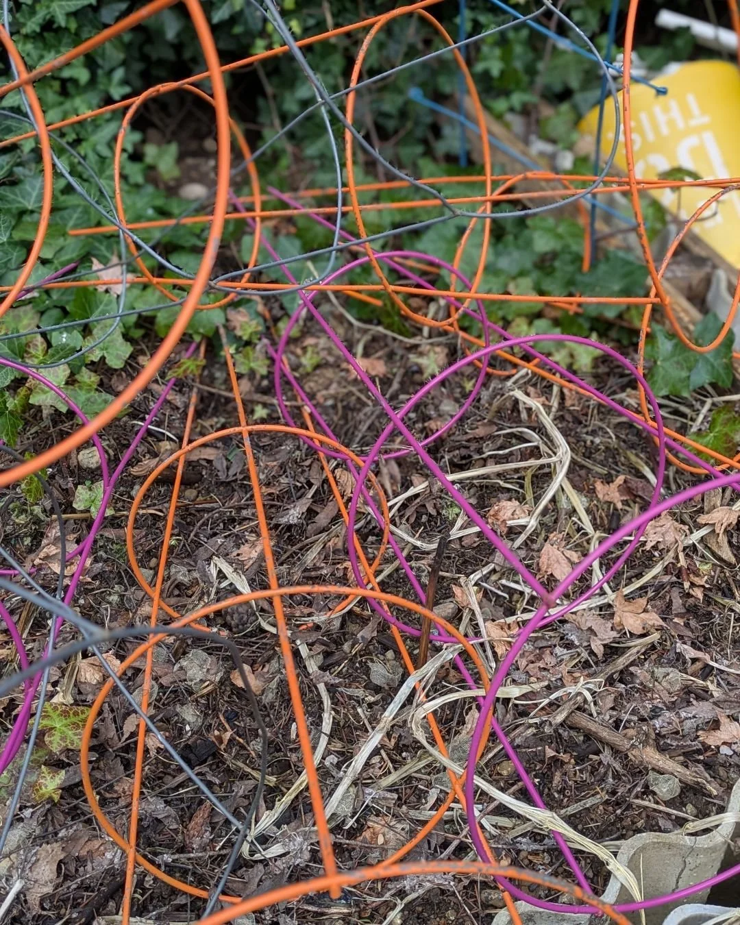 We pulled out all of our gardening infrastructure today in preparation for sowing seeds this week! Not quite time for the tomato cages yet, but I love their colorful cheeriness.