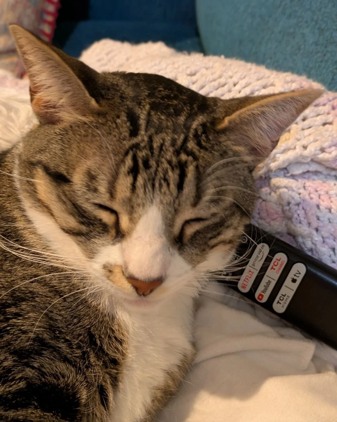 Peaches doesn't particularly care that I would like to watch TV. She's using the remote right now.