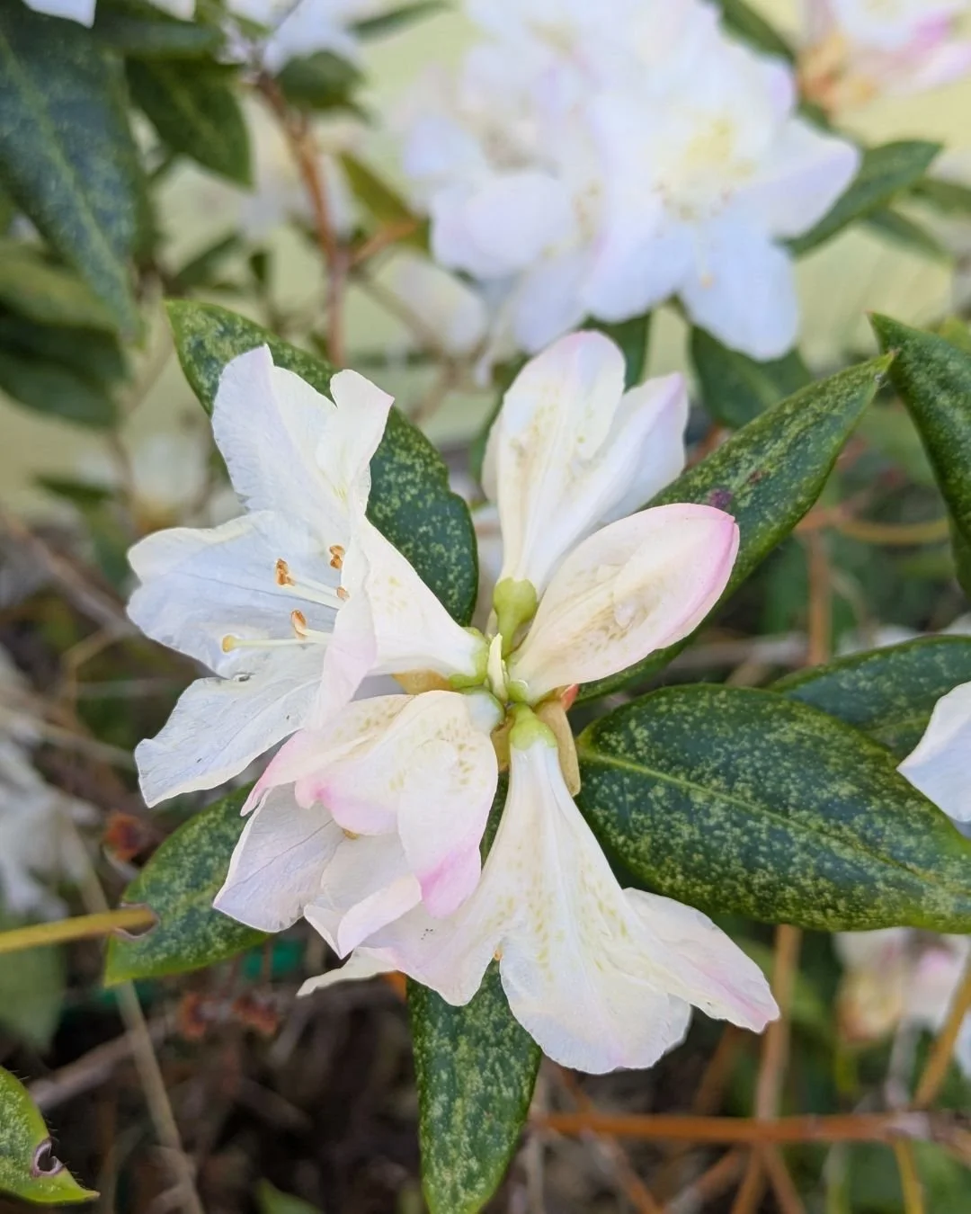 Spring has sprung and these azaleas are making me so happy!