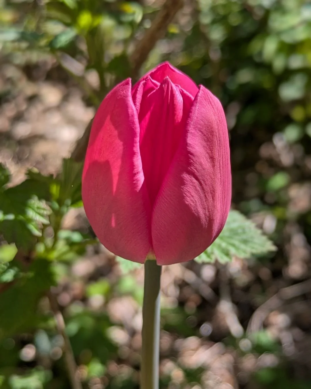 This little guy is determined to get all the attention by being the last tulip standing.