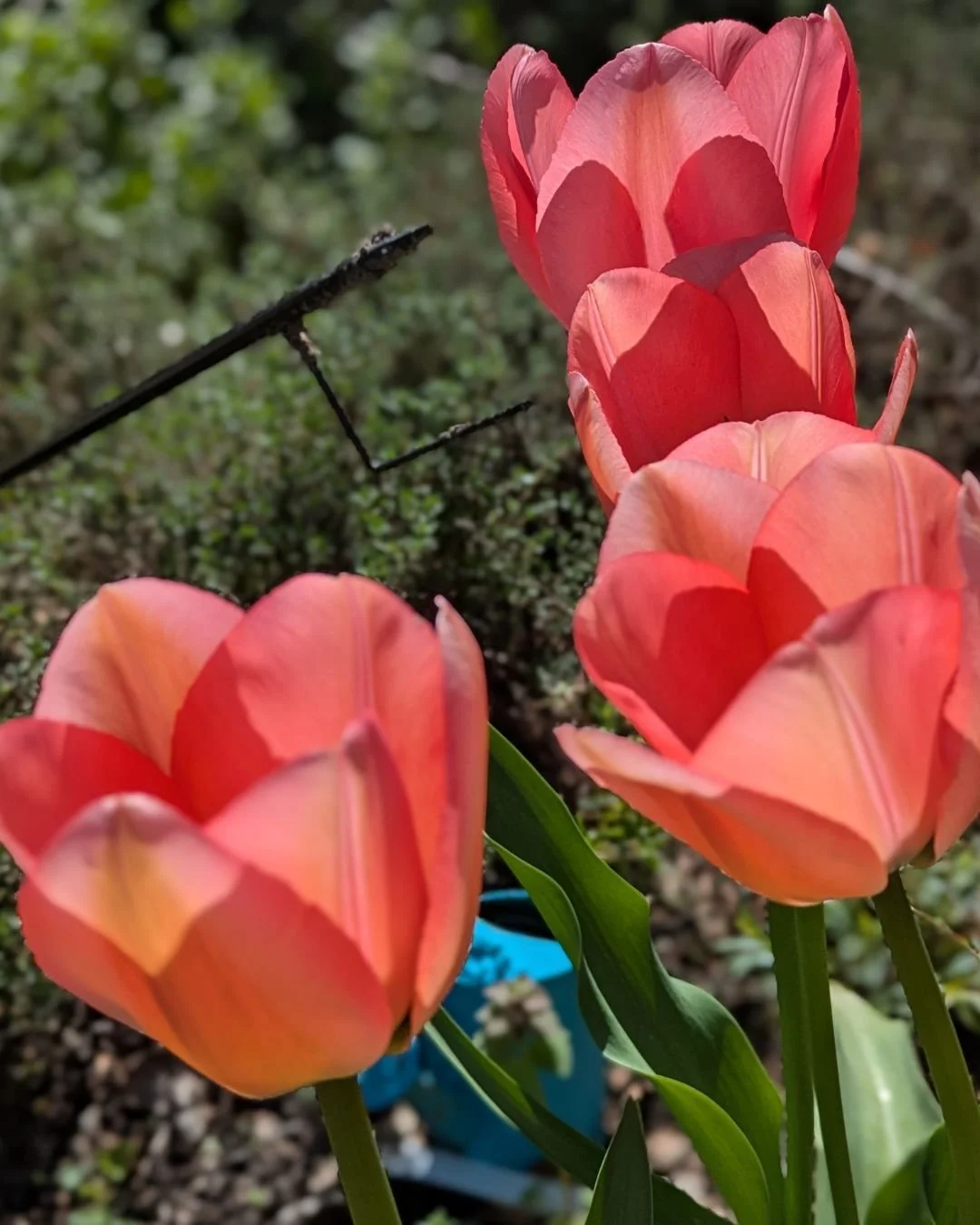 The last of the tulips!