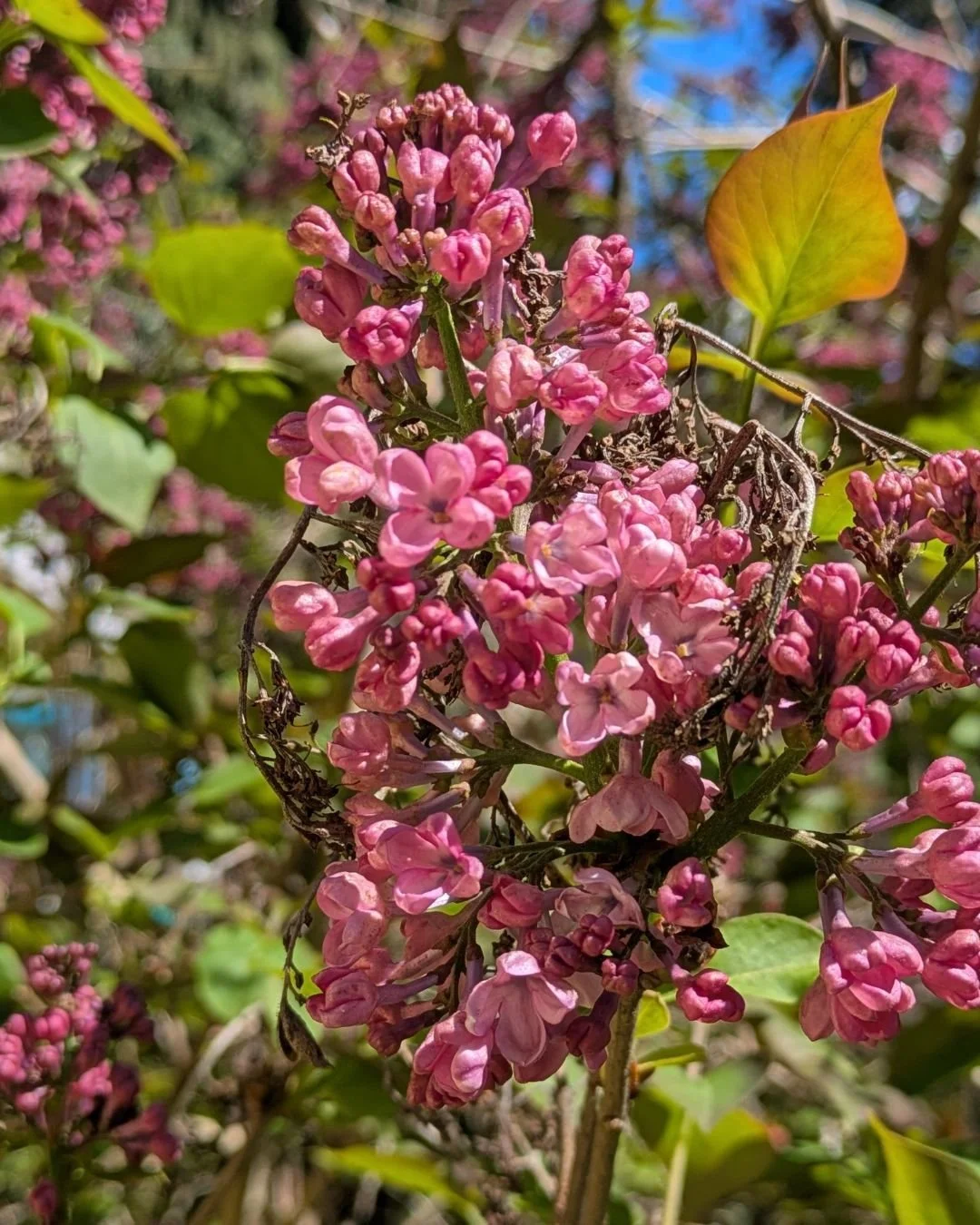 The lilacs are casting a fragrance across our yard that is, frankly, intoxicating. I can't get enough of it.