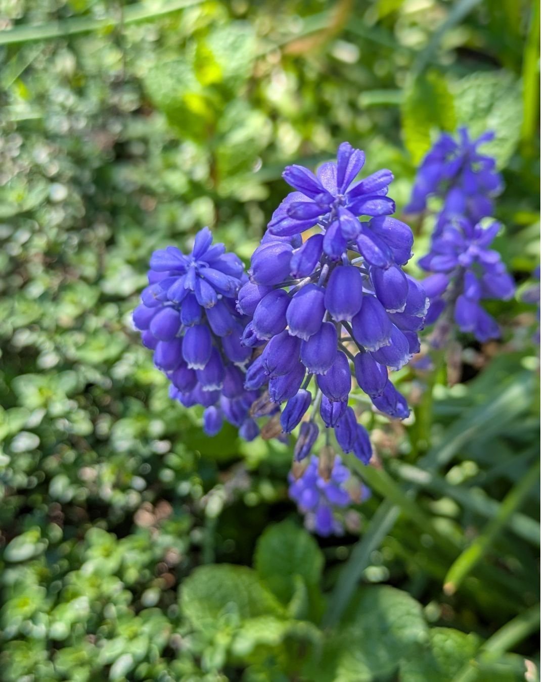 Spotted these late blooming grape hyacinths on a walk the other day. So tiny. So perfect.