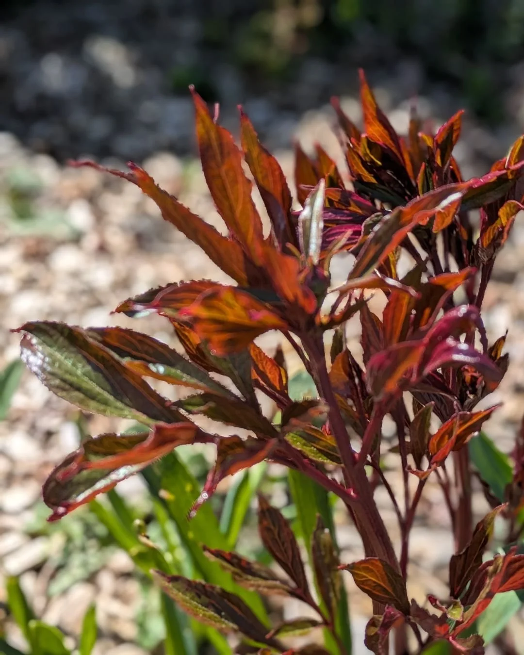 This might not look like much now, but give it a few weeks and its peonies are going to be gorgeous.