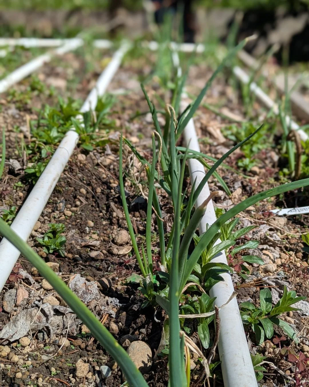 The onion sets survived our spring hail storms! (Unfortunately, the weeds did too.)
