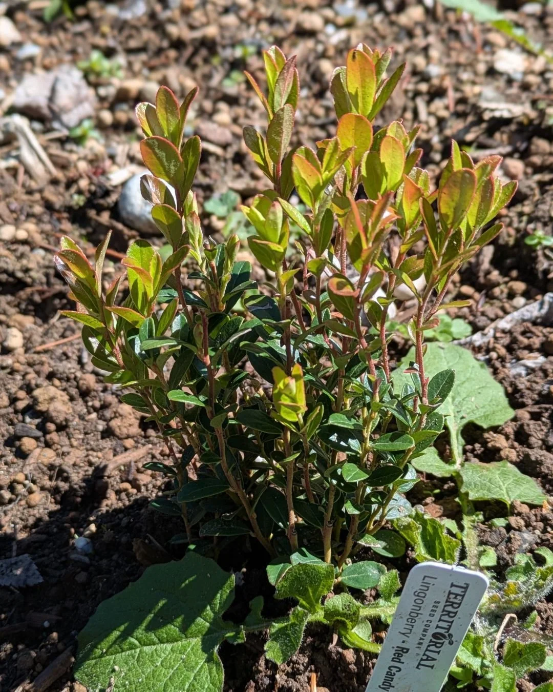 We got this lingonberry in the ground last weekend - a new variety for us! So far, he's doing okay!