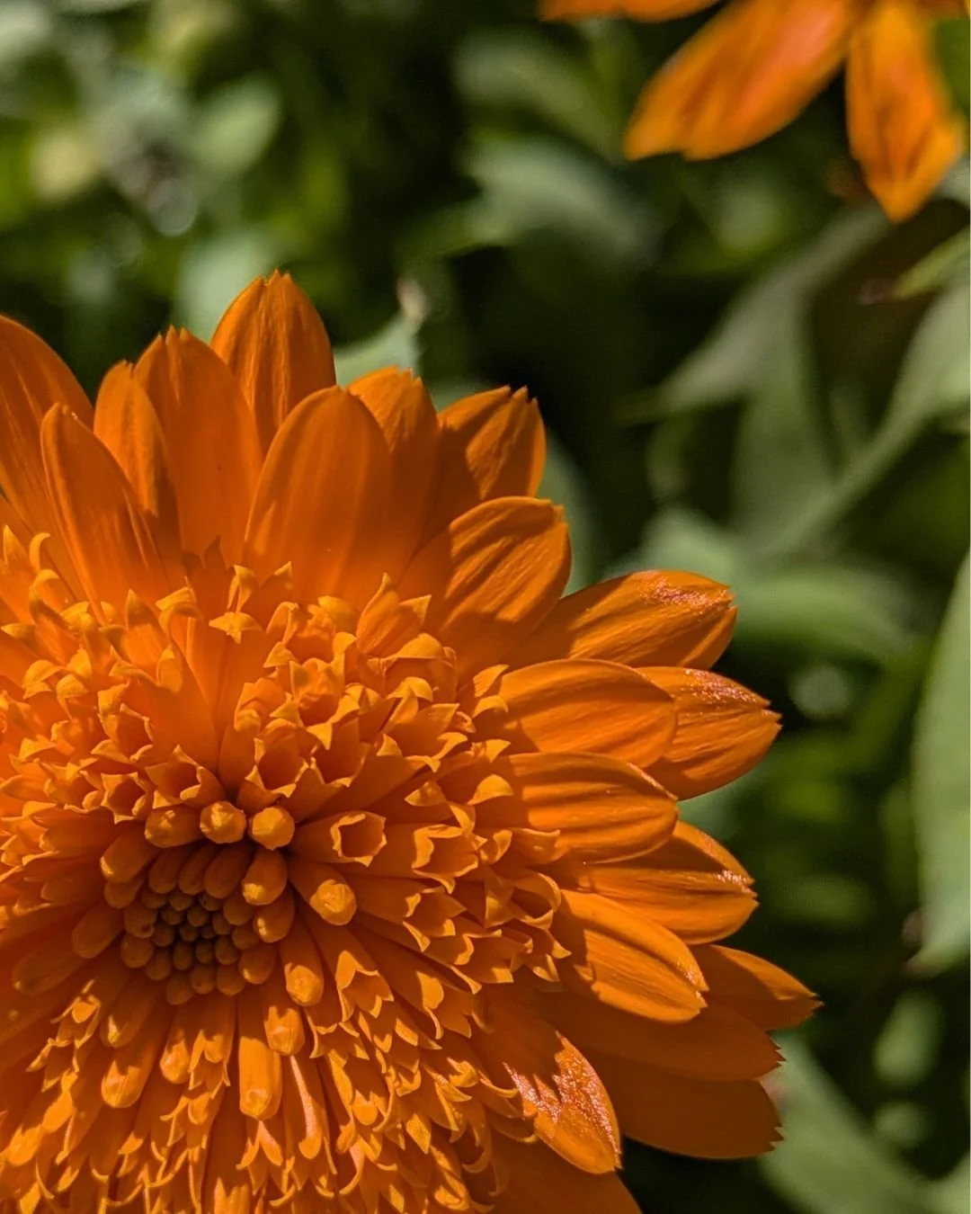My calendulas never bloomed last spring. Turns out they were just saving it up for a spectacular show this year!