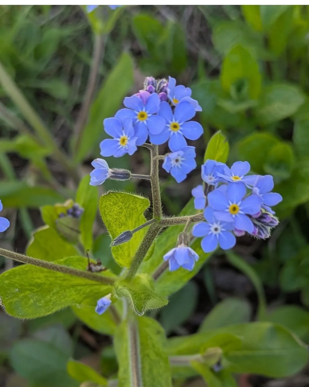 I can't remember what these are called...