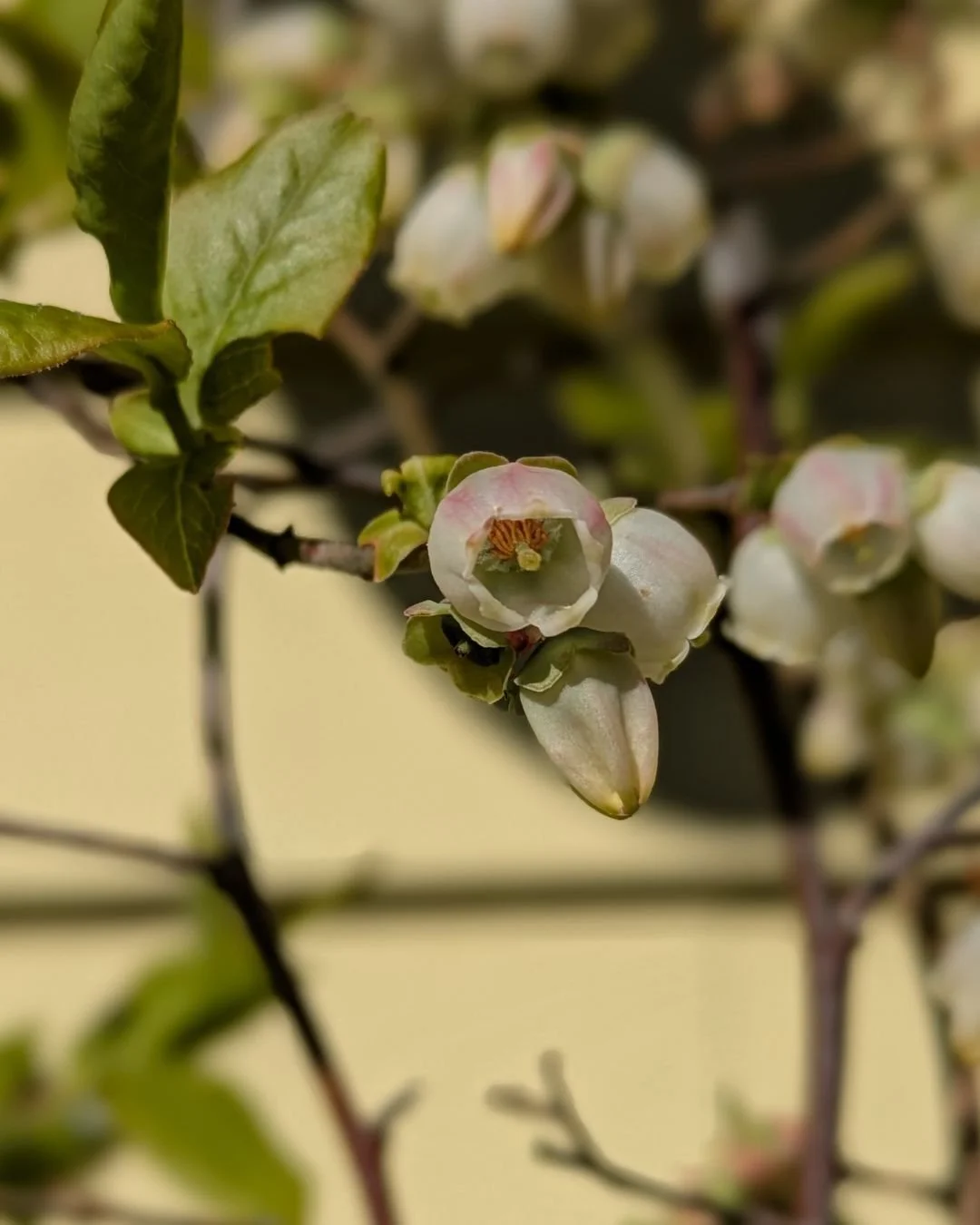 The first of the blueberry blossoms!