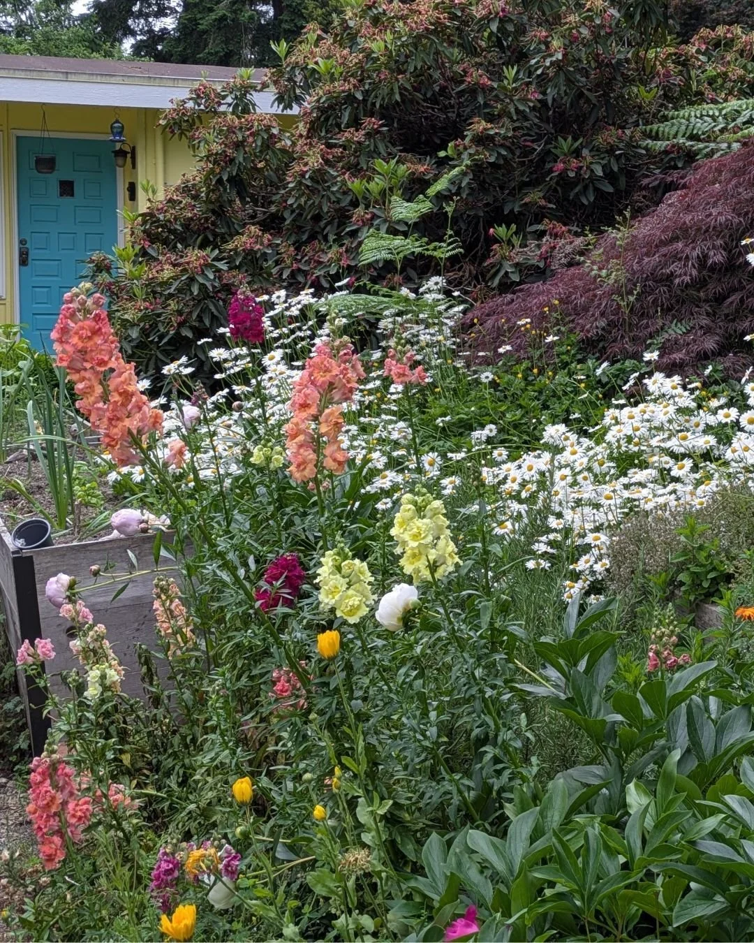 I'm not sure if I can accurately describe the colorful chaos going on in our garden right now, but it is, in a word, delightful.