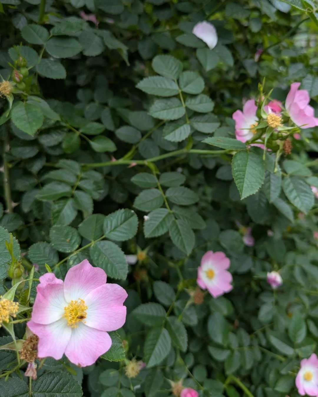 I love these simple, pretty roses. And my daughter has been harvesting the petals for all sorts of rose-flavored treats. Delicious!