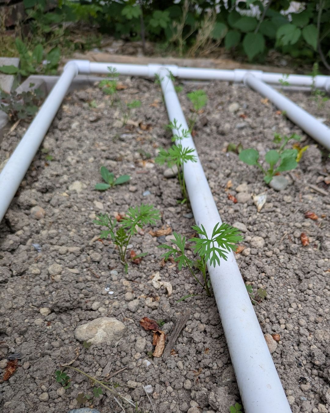 I spy with my little eye...some future carrots! (and a few weeds...)