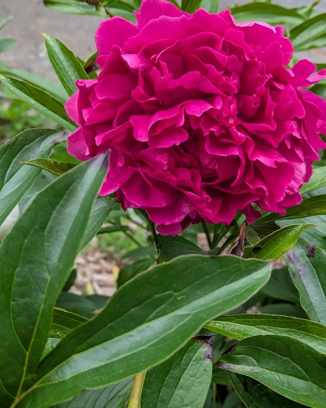 My peonies were a little late this year, but they were worth the wait!