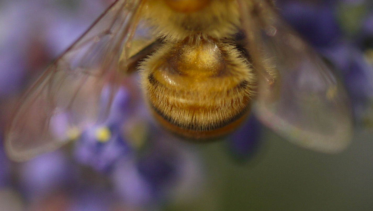 purple honeybee.png