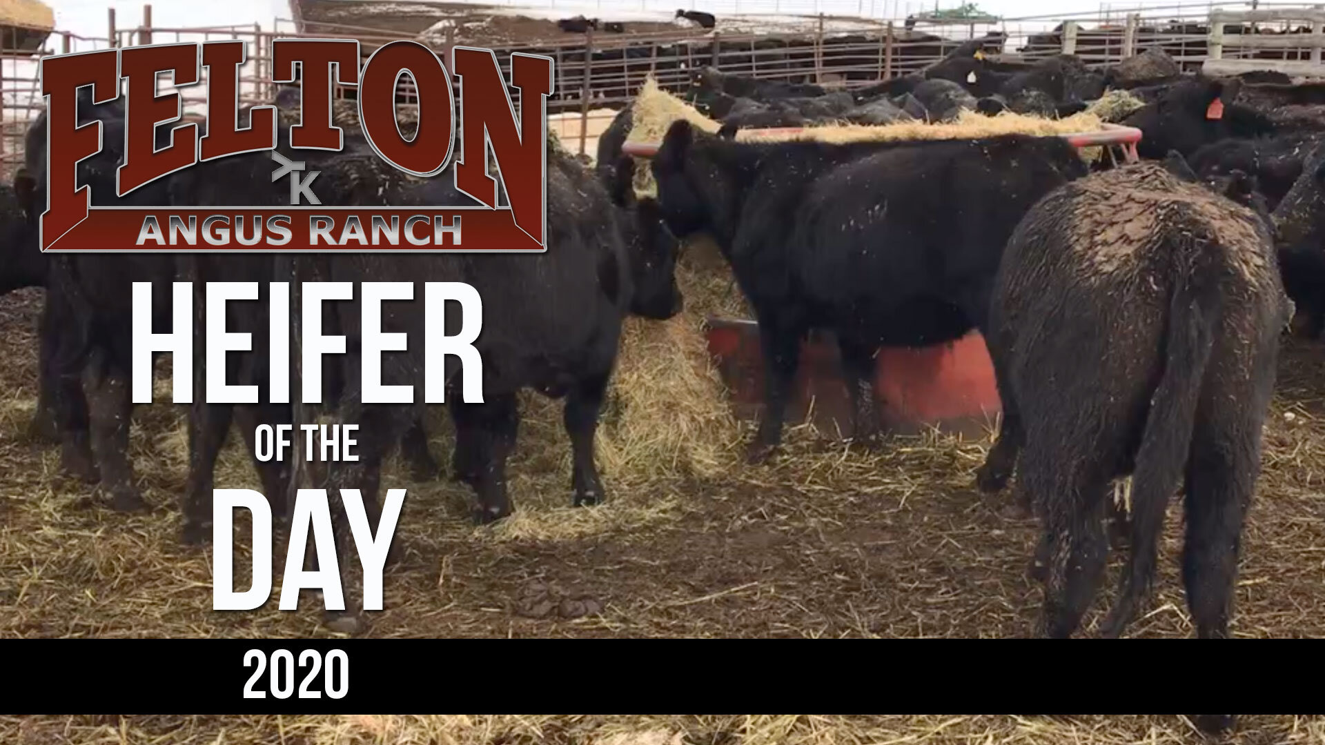 Bred Heifers