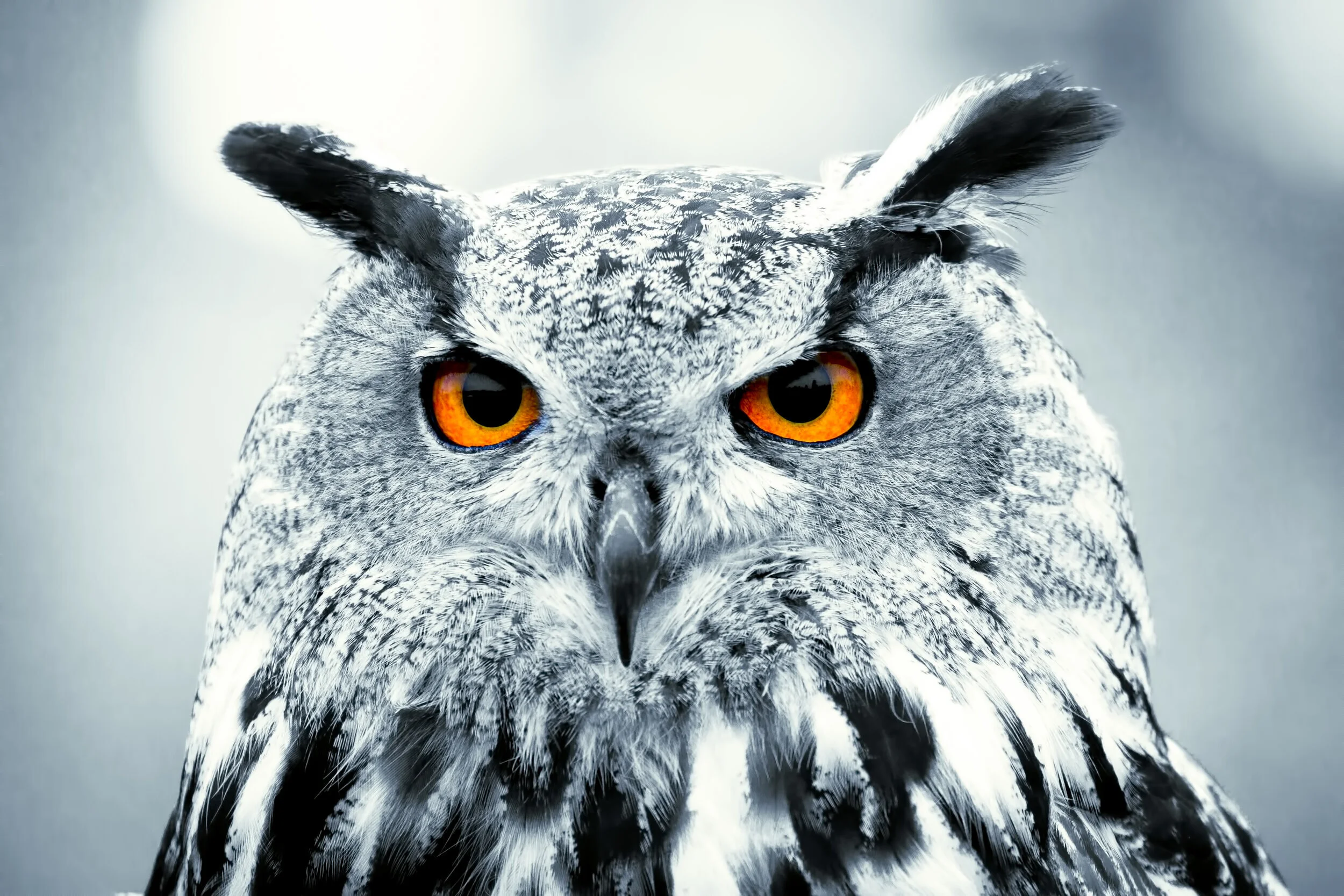 snowy+owl+close+up.jpg