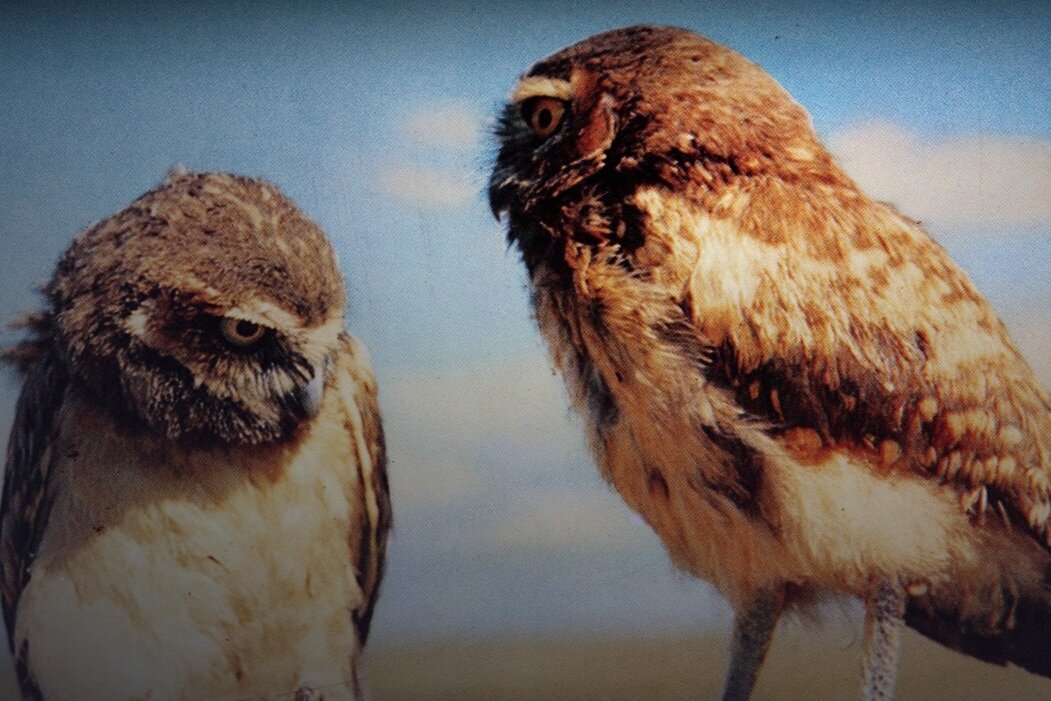 Review: The Vanishing Prairie (DMC #18)