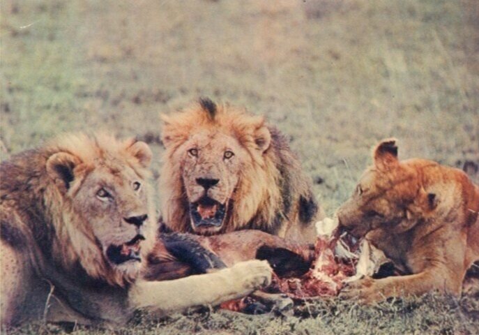 Disney's True Life Adventures The African Lion_lions eat their prey