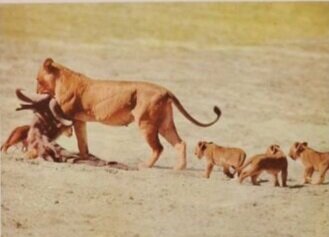 Disney's True Life Adventures The African Lion_lioness carries prey for her cubs