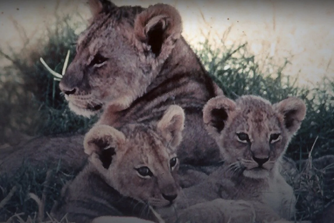 Review: The African Lion (DMC #22)