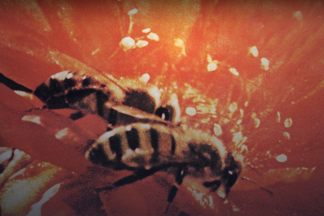 Review: Secrets of Life (DMC #24)