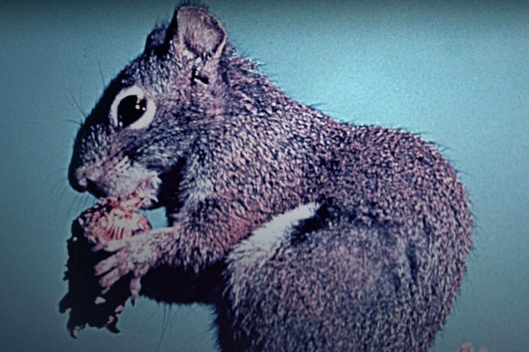 Review: Perri (DMC #25)