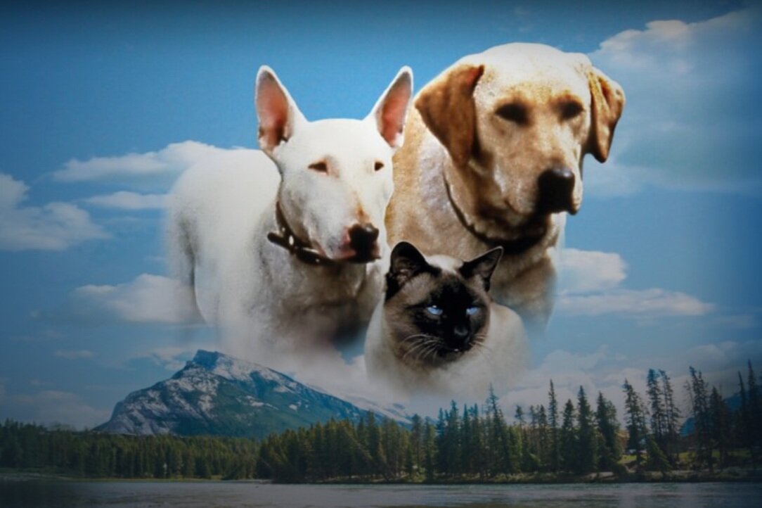 Review: The Incredible Journey (1963) (DMC #37)