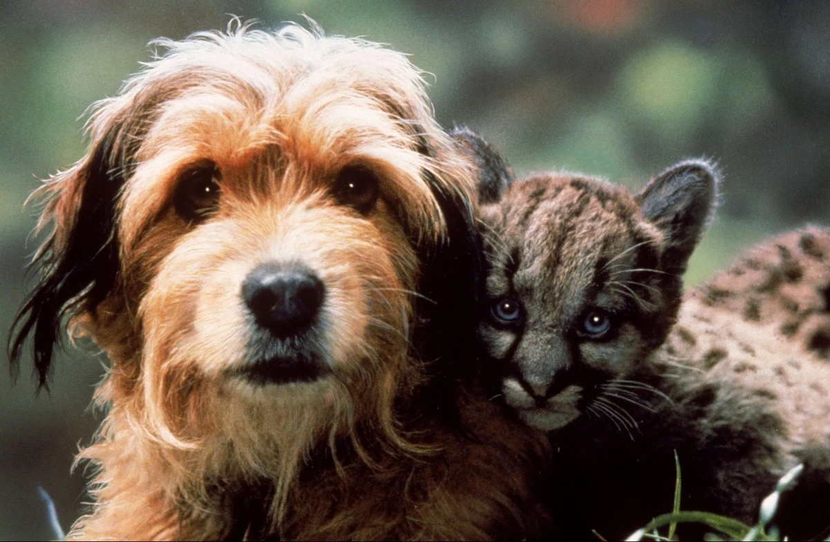 Benji the Hunted (DMC #82)