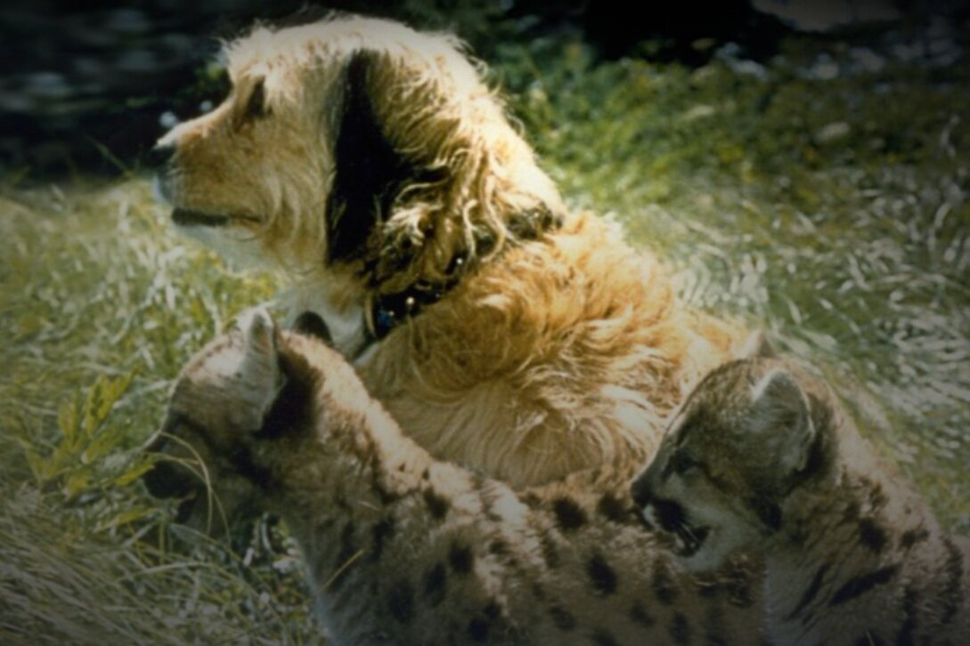 Review: Benji the Hunted (DMC #82)