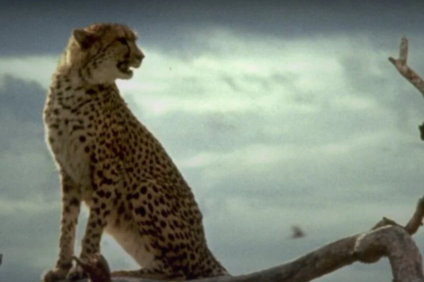 Review: Cheetah (DMC #85)