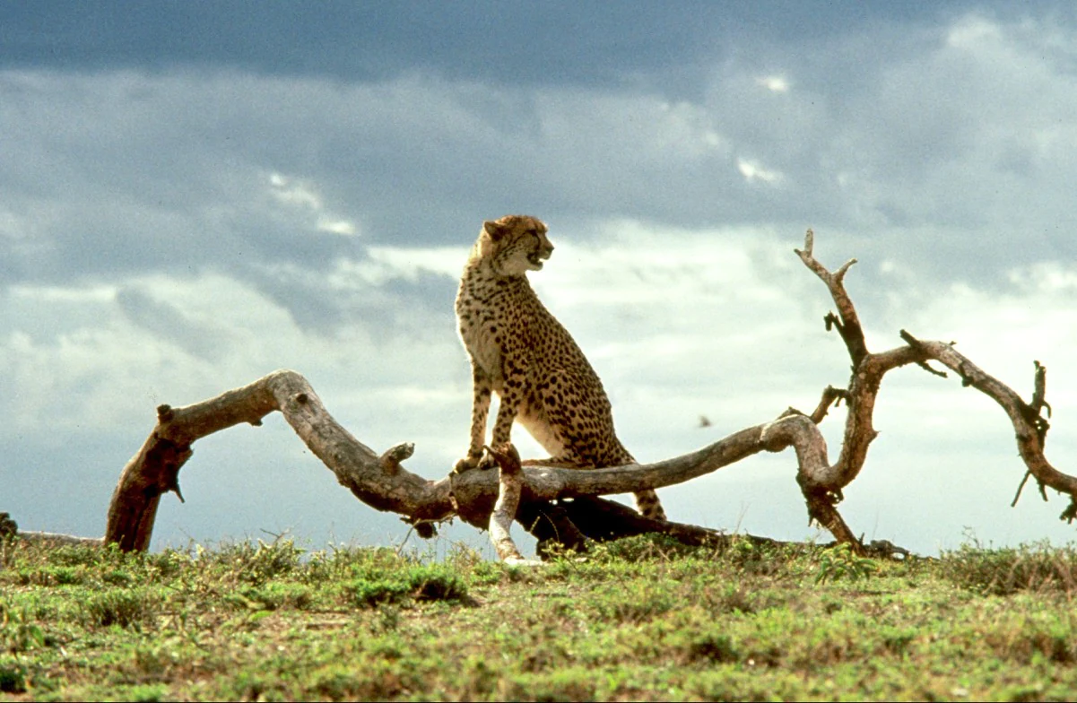 Review: Disney's Cheetah (1989) — Disnerd Movie Challenge
