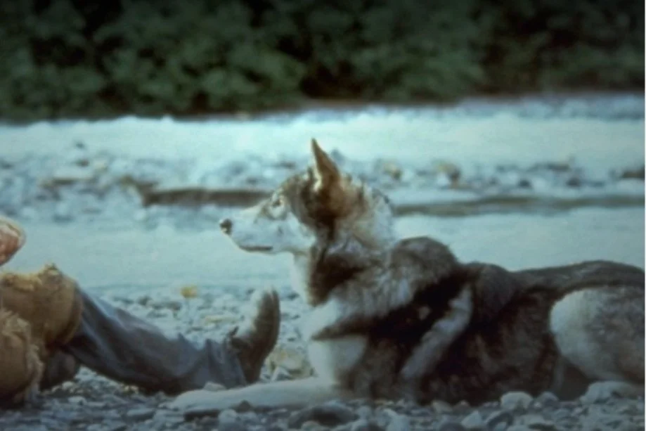 Review: White Fang (DMC #89)