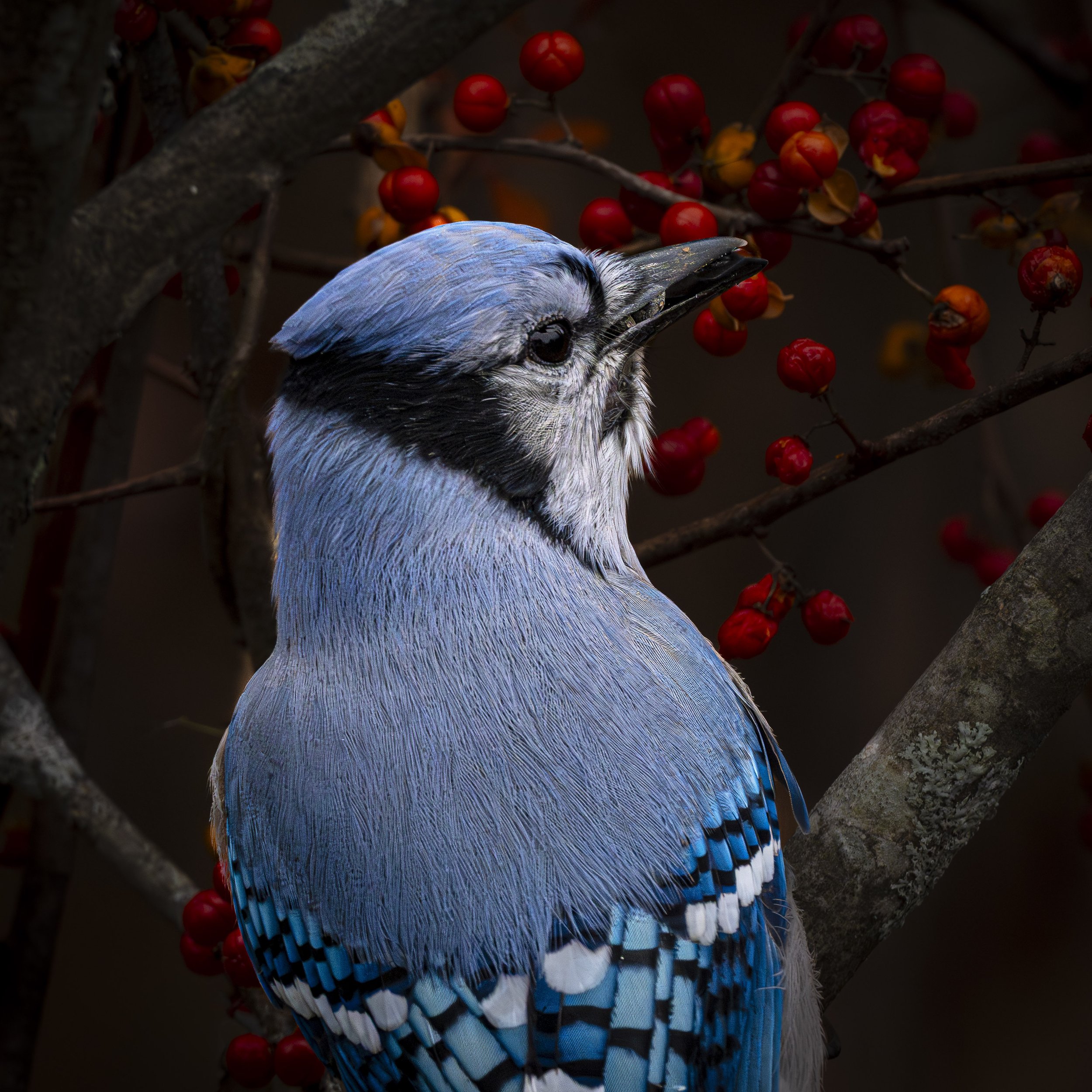 Blue Jay