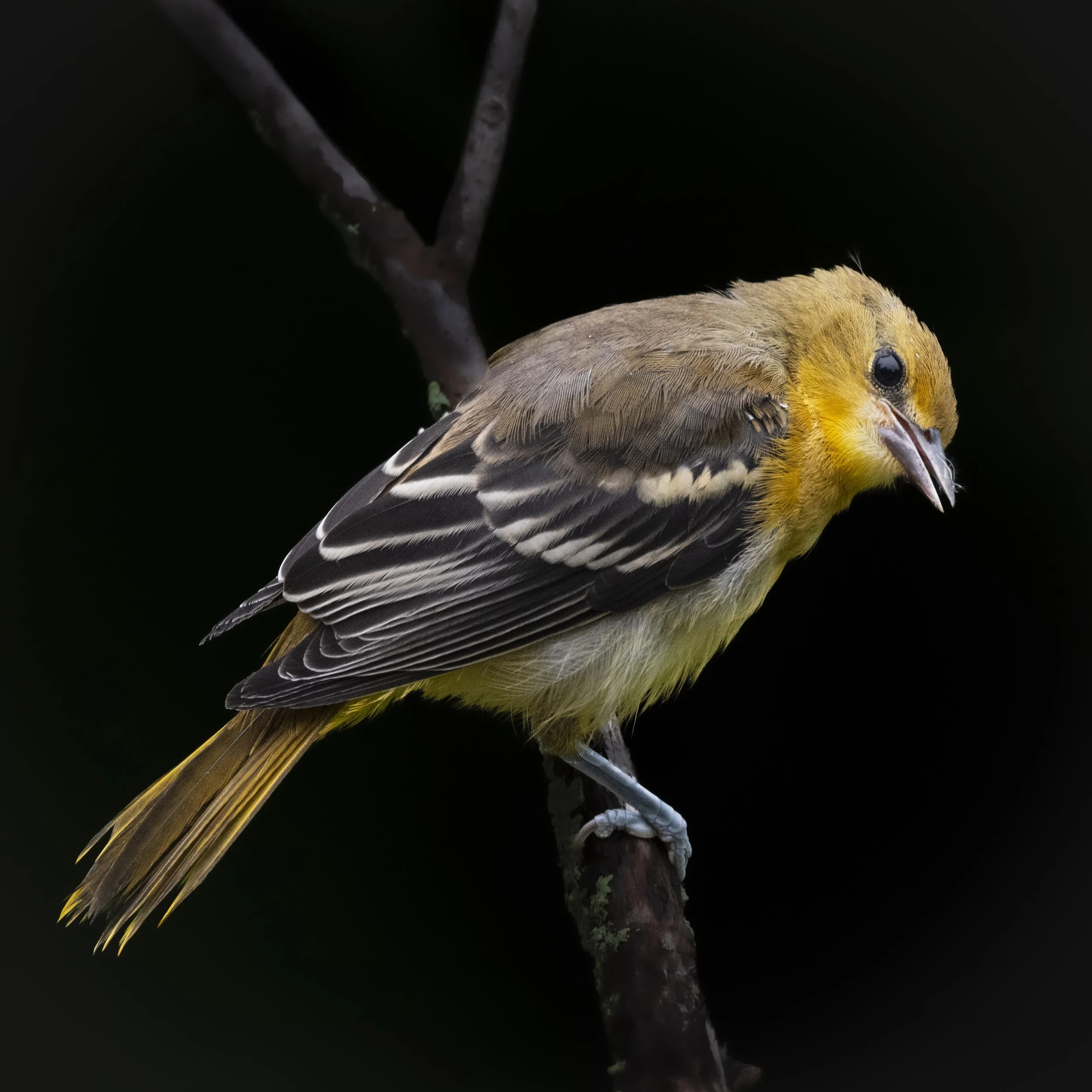 Baltimore Oriole Female