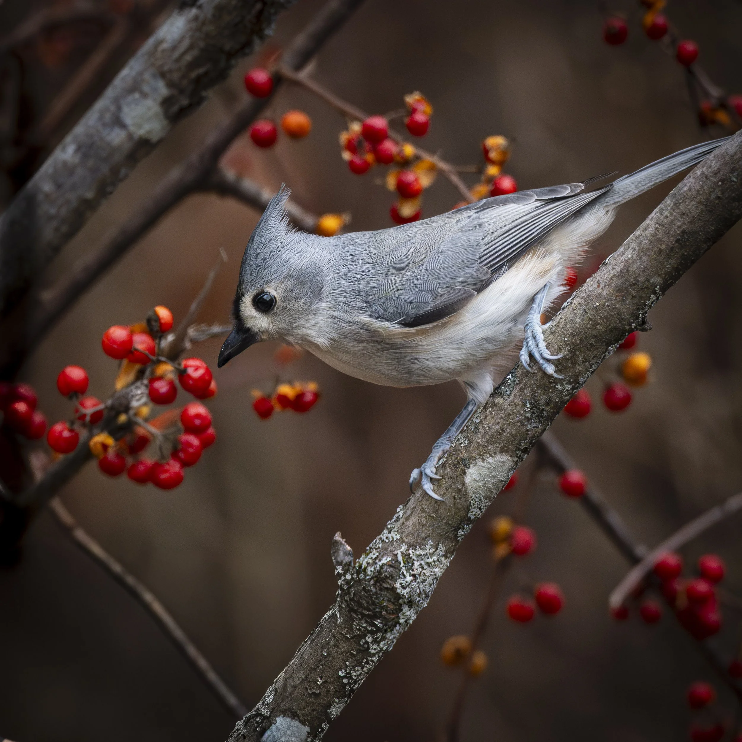Tufted Titmouse