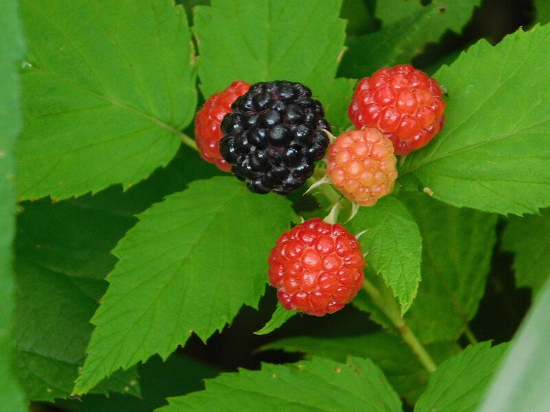 50096025112_c77df43781_c.jpg
