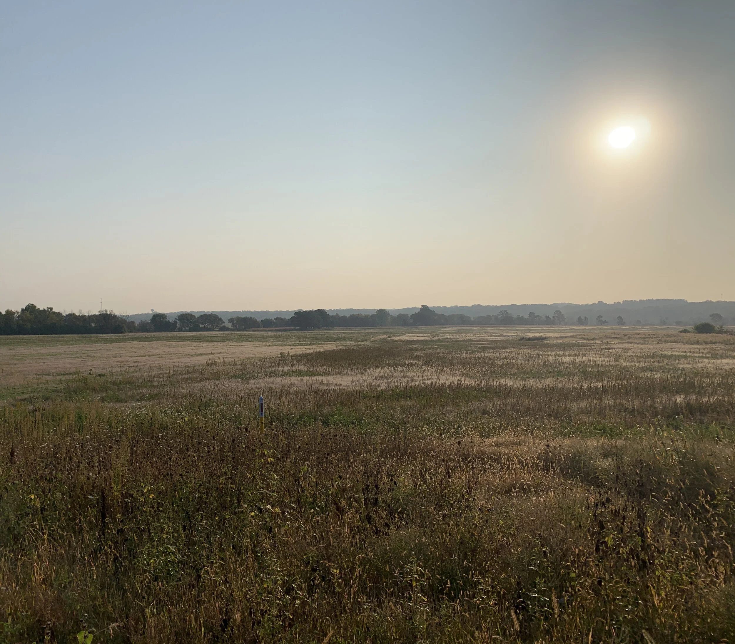 Field3.JPG