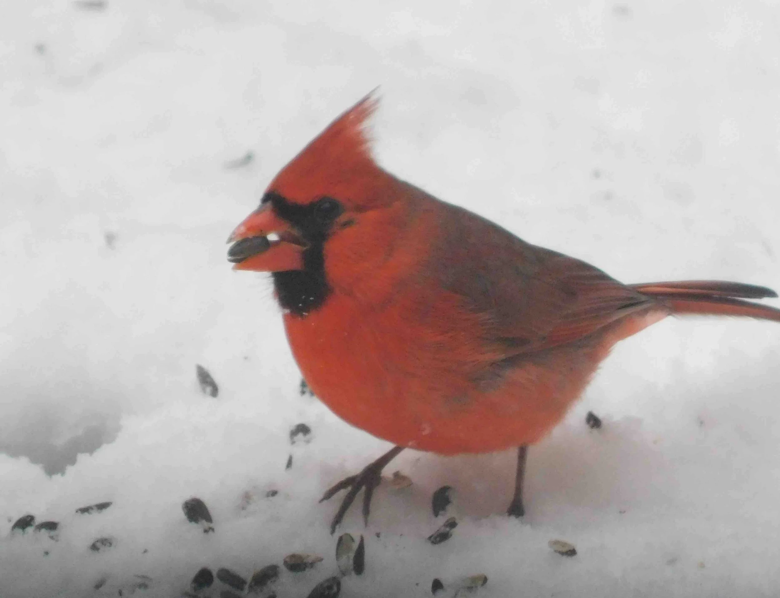 Cardinal2.jpg
