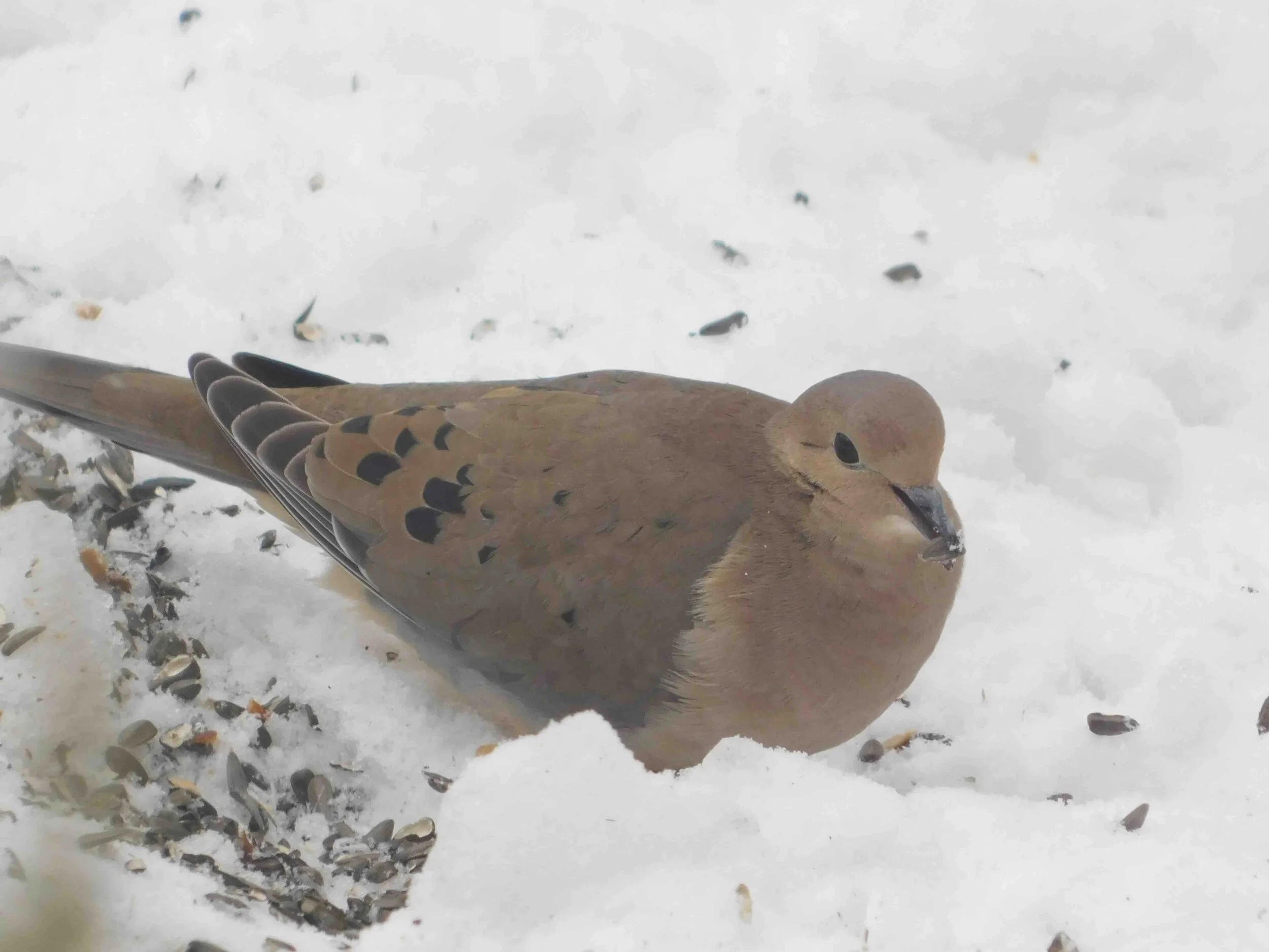 Dove1.jpg