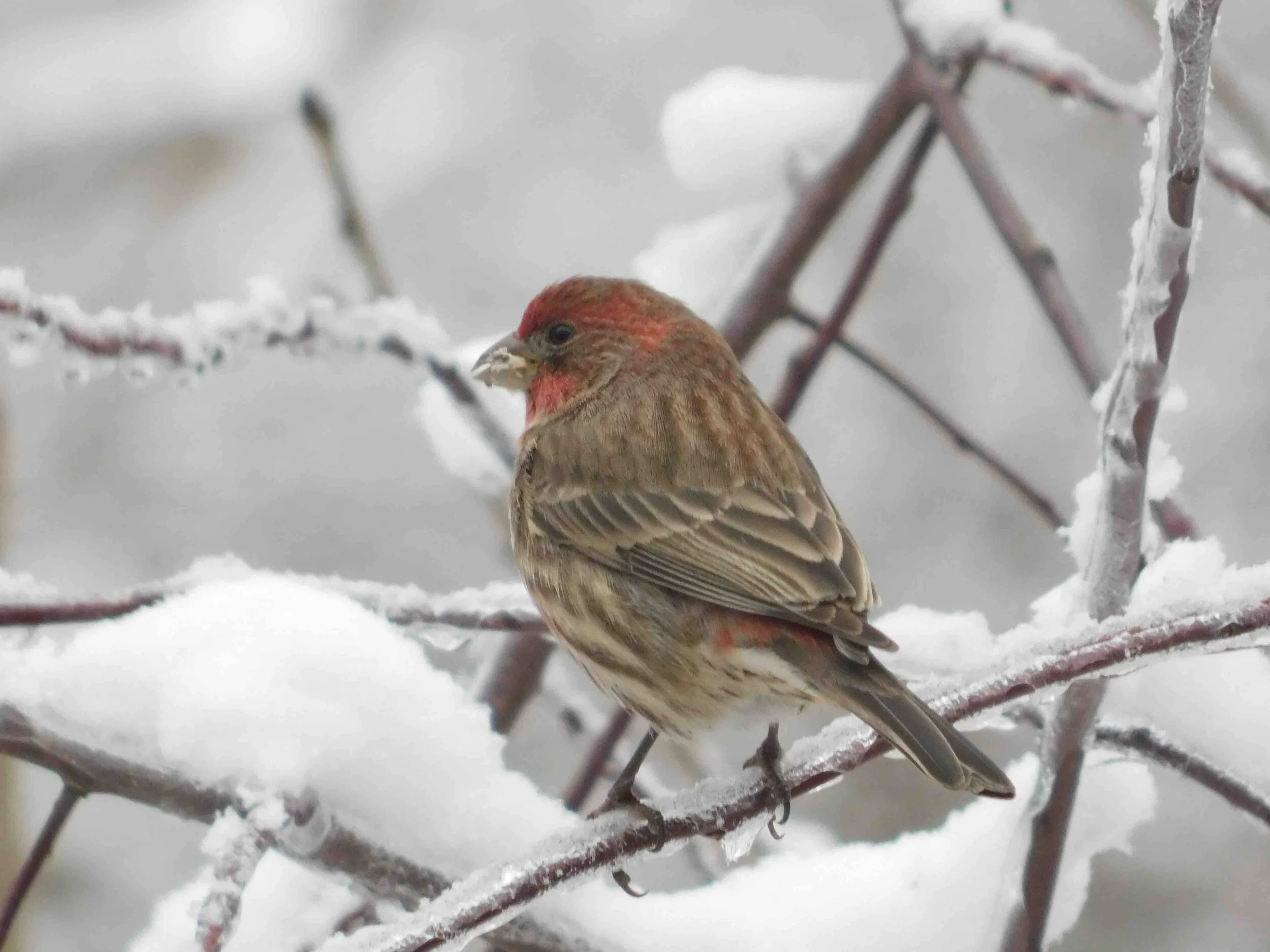 RedBird-5-yes.jpg