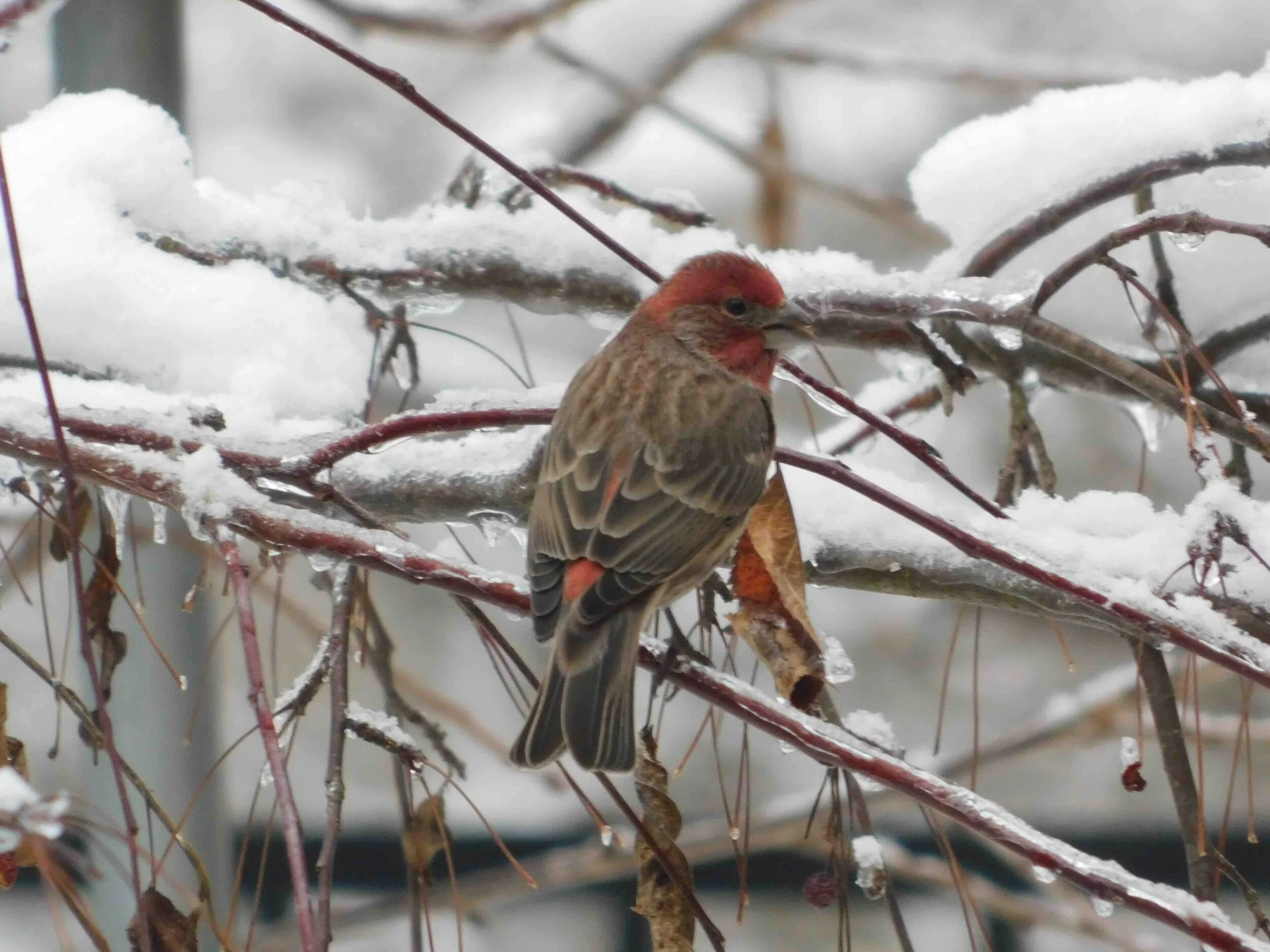 Redbird-3-Yes.jpg
