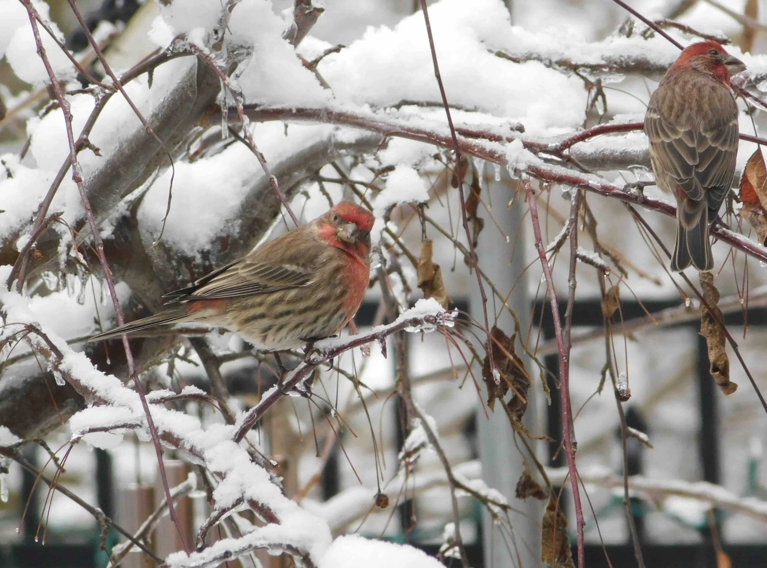 Red-Birds-1.jpg