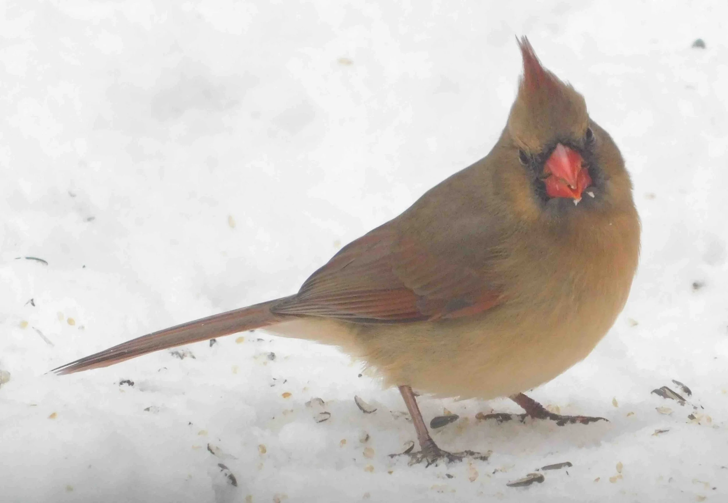 Female-Cardinal-2.jpg