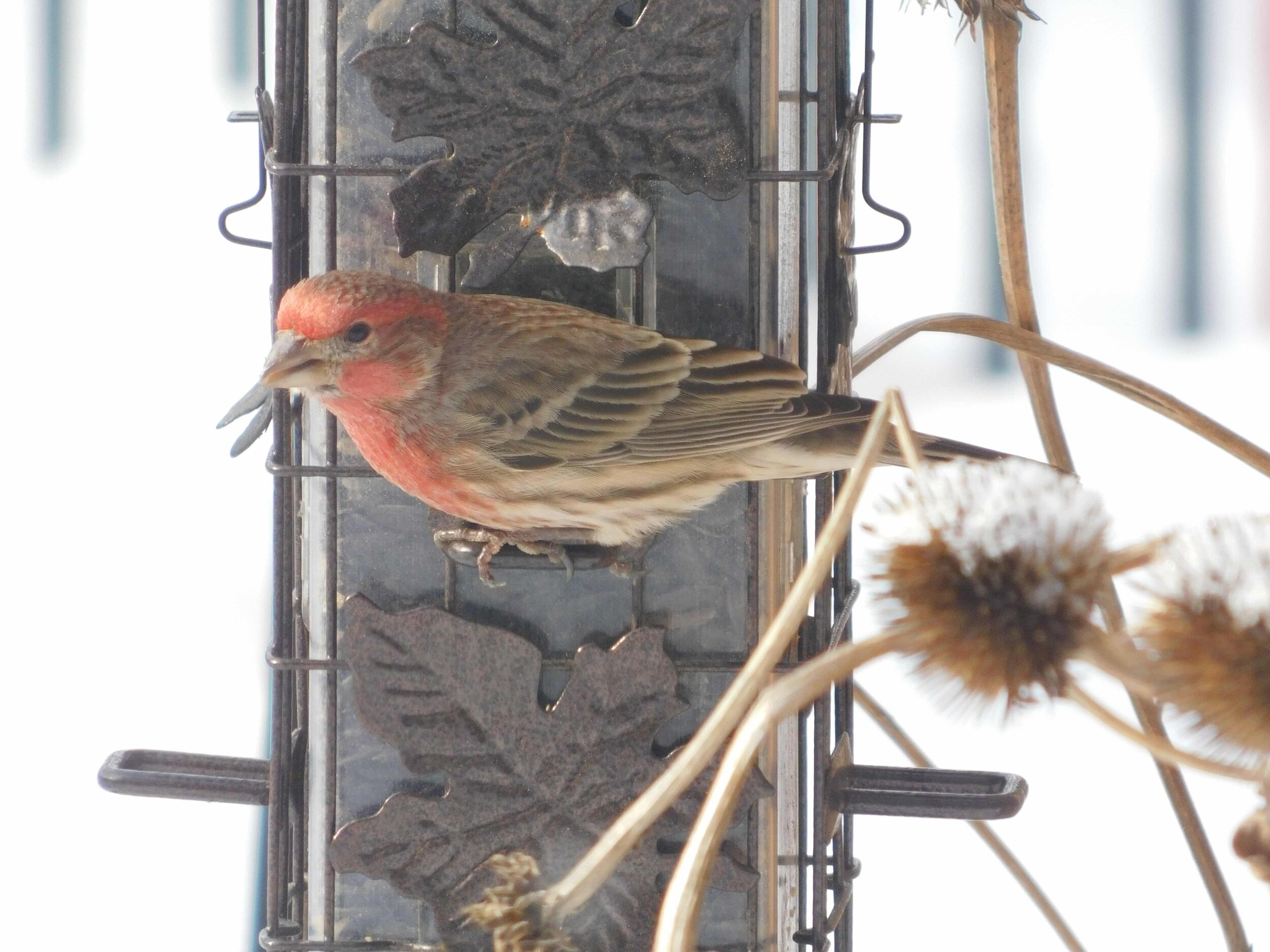 finch4.jpg