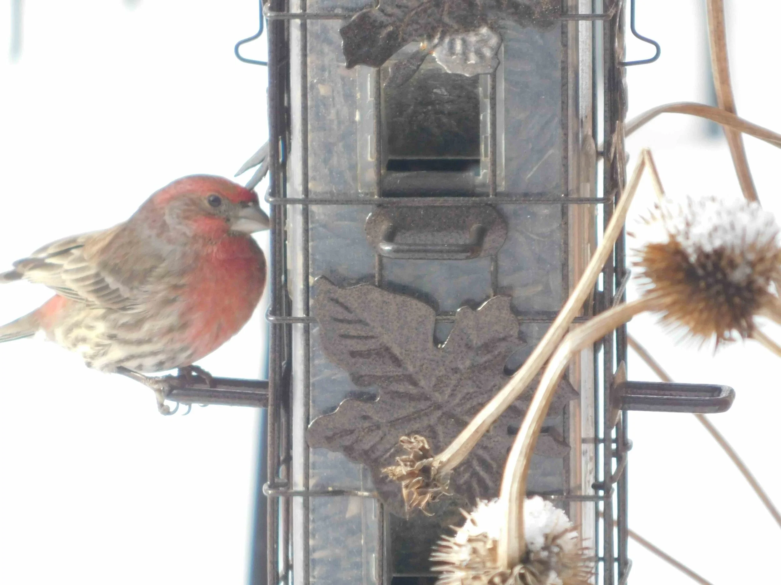 finch1.jpg