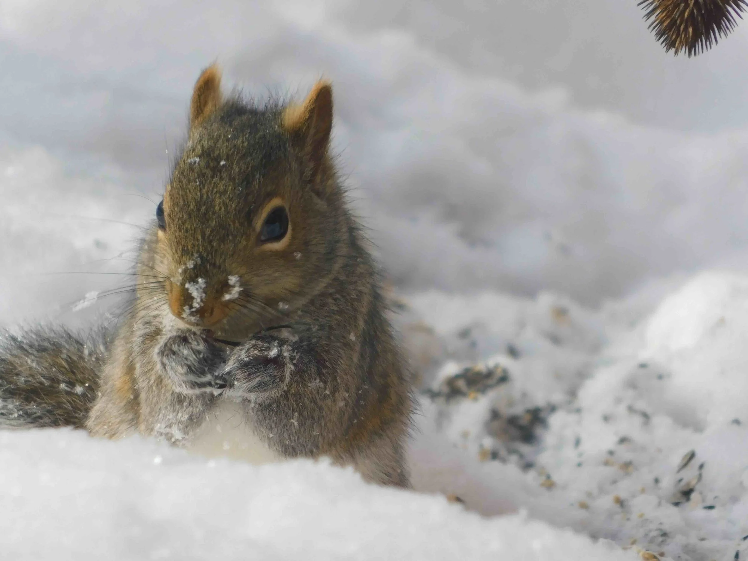 Squirrel3.jpg