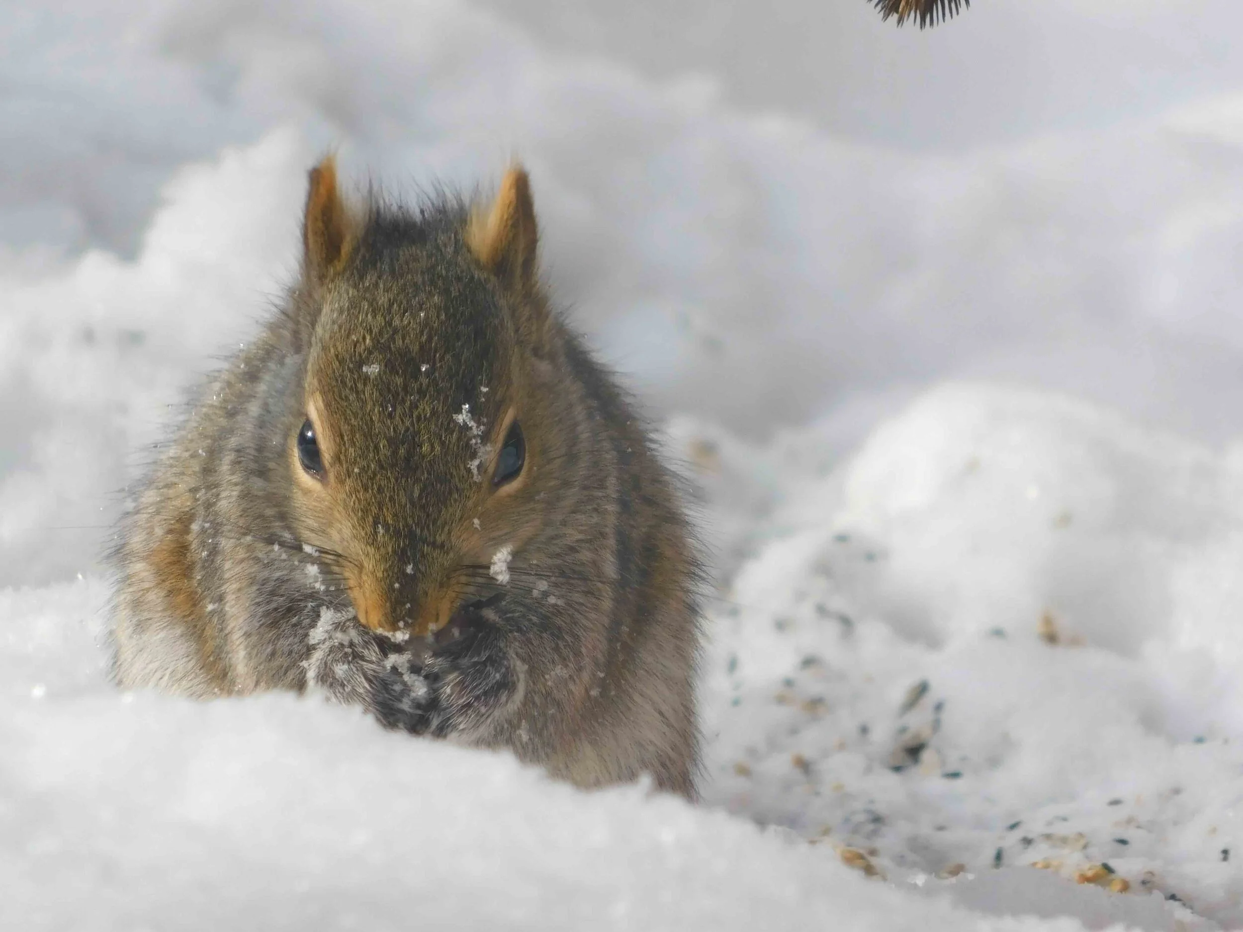 Squirrel2.jpg